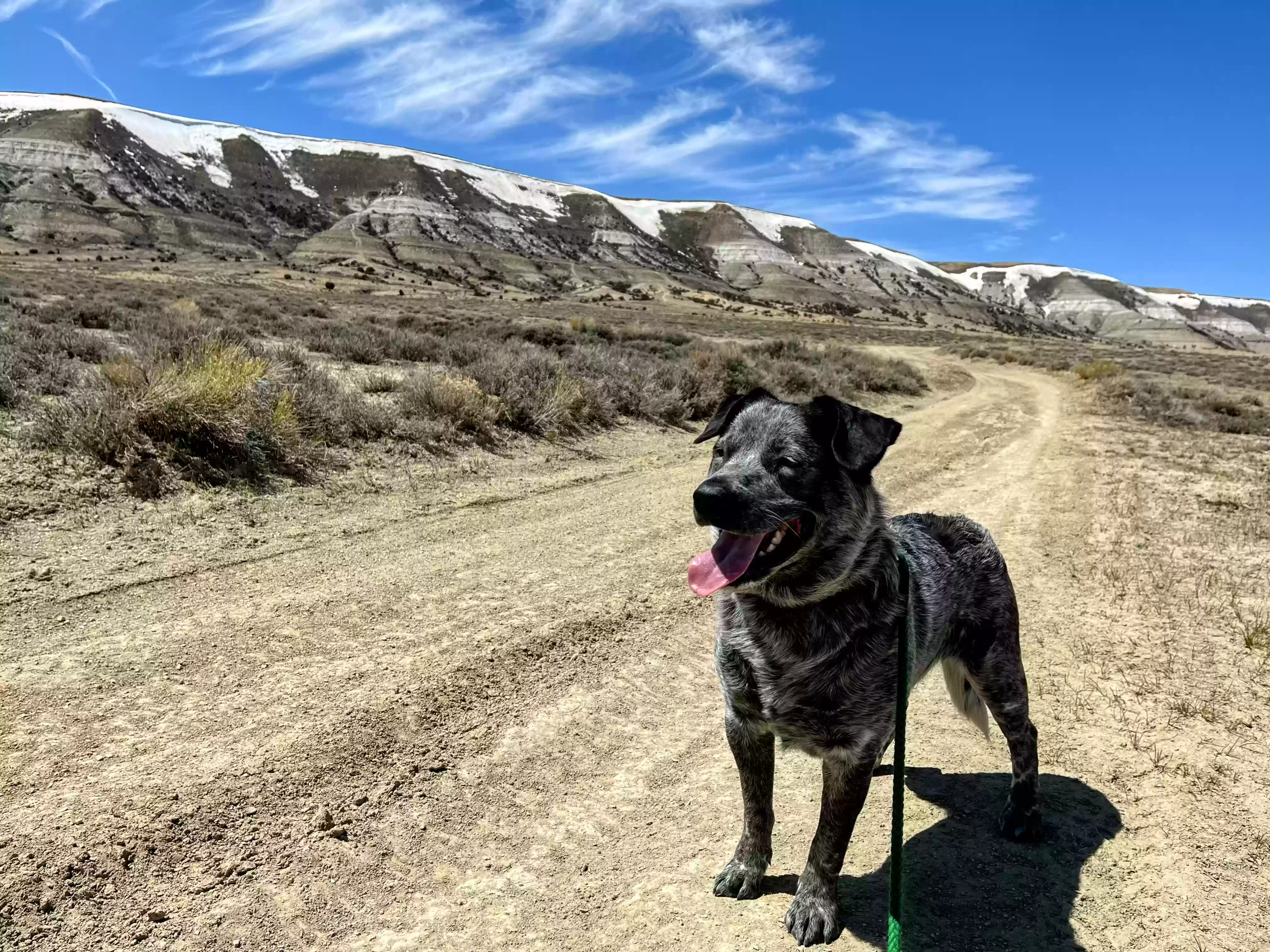adoptable Dog in Rock Springs,WY named Oreo